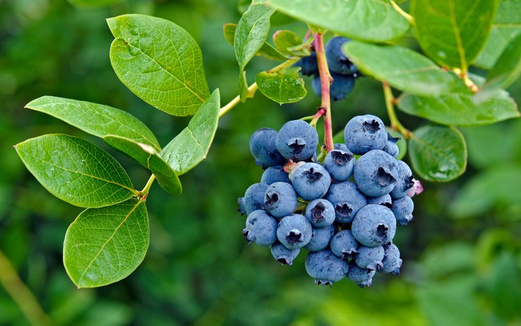 листья, ягоды, лесные ягоды, черника, парное, черничный, leaves, berries, blueberries, fresh, blueberry
