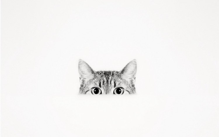 фон, кошка, взгляд, background, cat, look