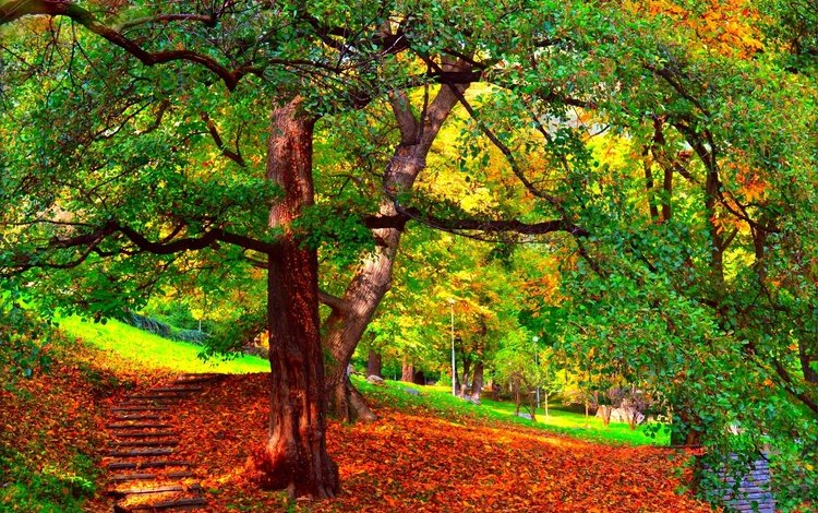 деревья, на природе, природа, осен,  листья, парк, ветви, осень, листопад, ступени, деревь, опадают, fall, trees, nature, leaves, park, branch, autumn, falling leaves, stage