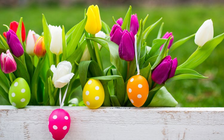 весна, тюльпаны, пасха, яйца, тульпаны, глазунья, весенние, зеленые пасхальные, spring, tulips, easter, eggs