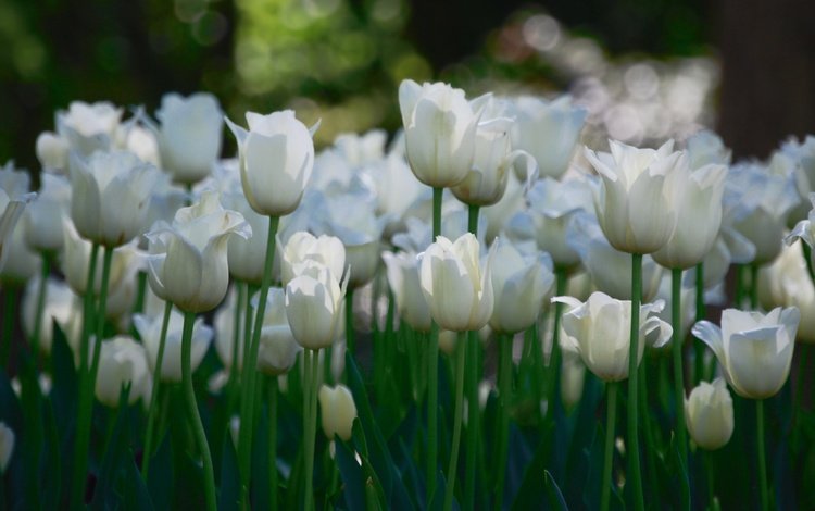 цветы, тюльпаны, белые, много, flowers, tulips, white, a lot