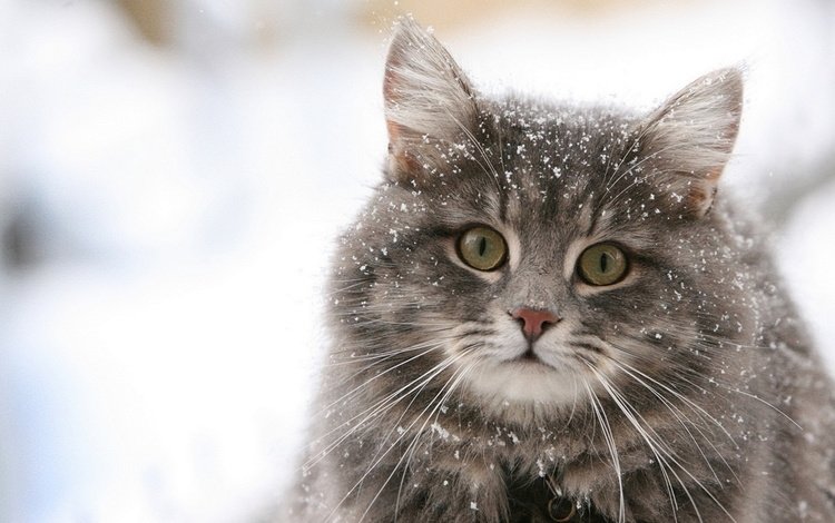 глаза, снег, кот, кошка, пушистый, киска, взор, eyes, snow, cat, fluffy, pussy