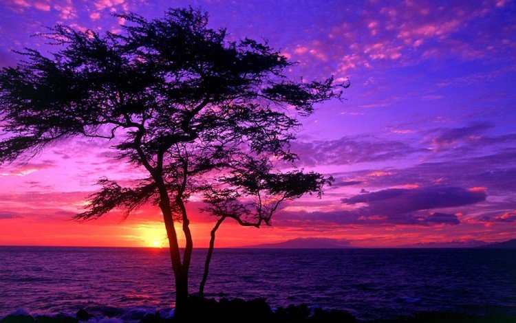 дерево, закат, пейзаж, море, beautiful scenery,     дерево, tree, sunset, landscape, sea