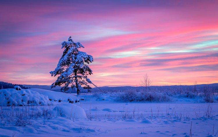 снег, вермланд, дерево, закат, зима, швеция, сугробы, сосна, швеции, арвика, arvika, snow, varmland county, tree, sunset, winter, sweden, the snow, pine