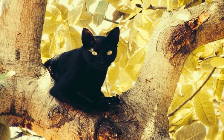глаза, дерево, листья, кот, кошка, черный, eyes, tree, leaves, cat, black
