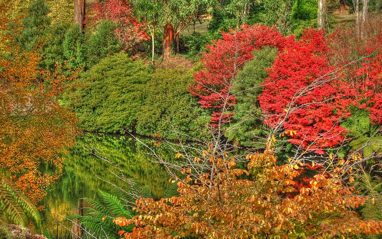 деревья, лейка, осен, озеро, природа, отражение, осень, расцветка, деревь, опадают, на природе, trees, lake, nature, reflection, autumn, colors, fall