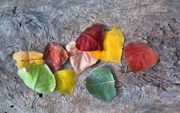 листья, осень, опадают, осен,  листья, autumnal colors, leaves, autumn, fall