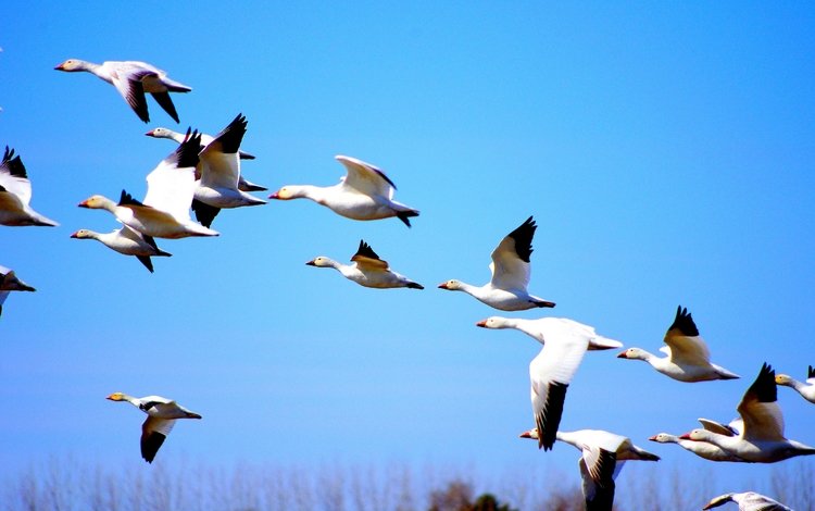природа, полет, птицы, утки, голубое небо, nature, flight, birds, duck, blue sky