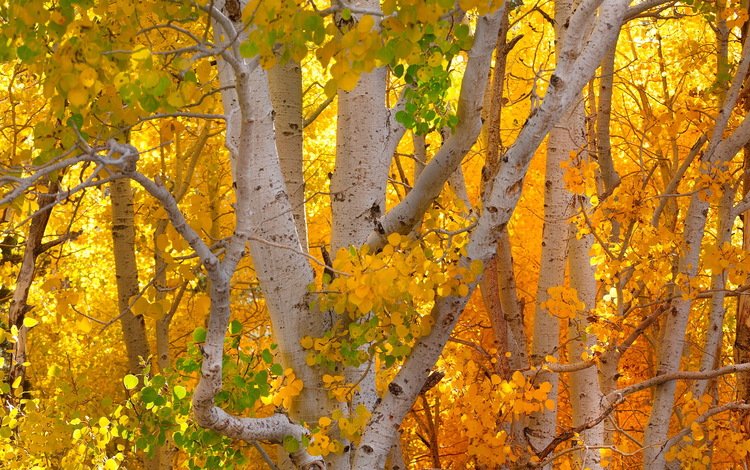 деревья, осень, деревь, опадают, autumn colors, trees, autumn, fall