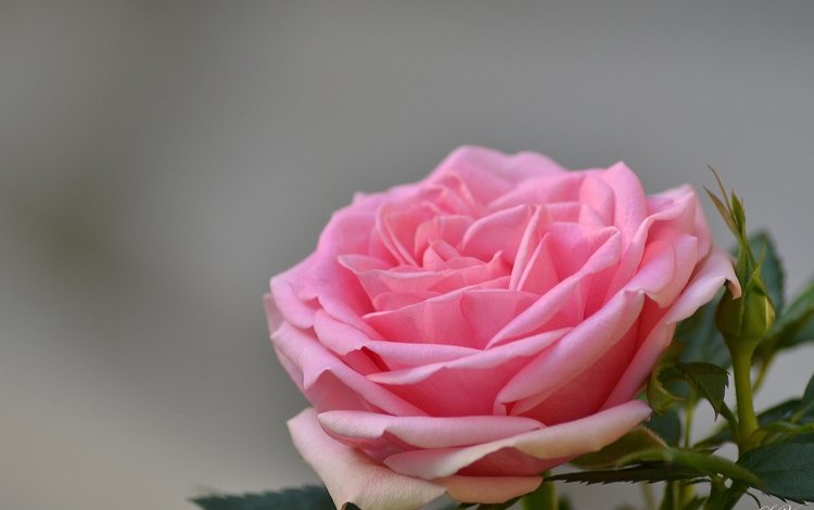 цветы, роза, лепестки, бутон, розовые, flowers, rose, petals, bud, pink