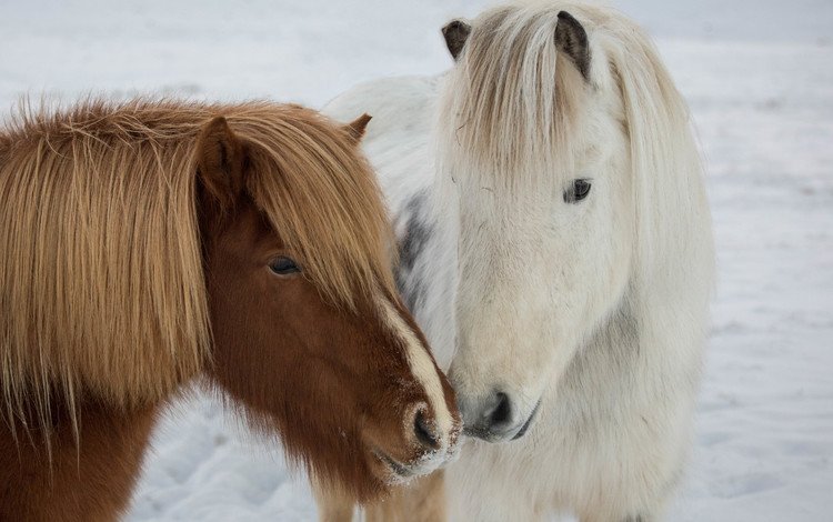 природа, зима, пони, icelandic ponies, nature, winter, pony