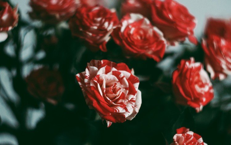 цветы, розы, роза, красные, красавица, краcный,  цветы, flowers, roses, rose, red, beauty