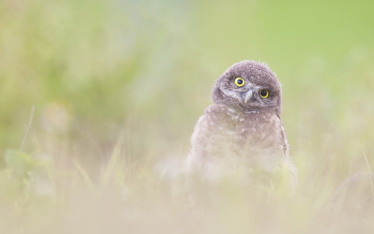 сова, природа, фон, птица, burrowing owlet (athene cunicularia), owl, nature, background, bird