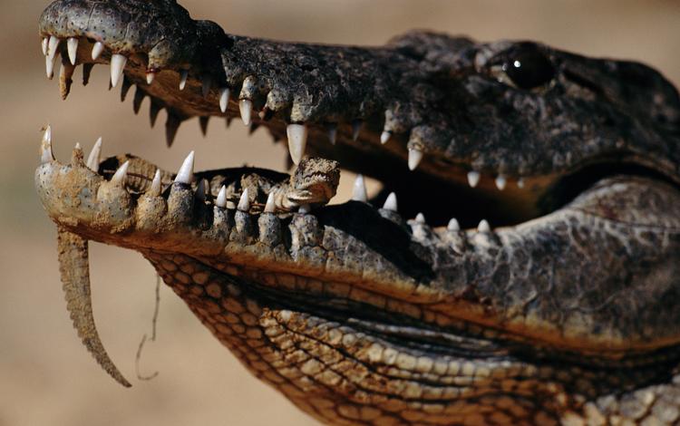 зубы, крокодил, зубки, во рту, пресмыкающееся, teeth, crocodile, mouth, reptile