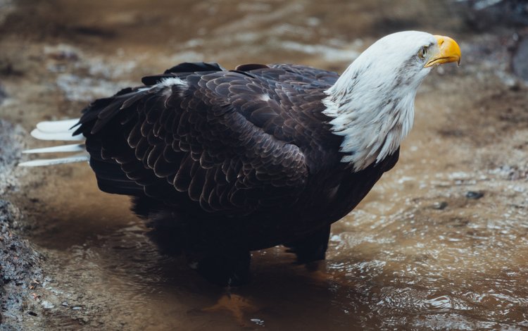 вода, ручей, птица, клюв, перья, белоголовый орлан, water, stream, bird, beak, feathers, bald eagle