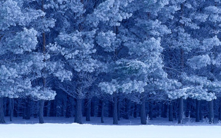 снег, зима, канада, birds hill provincial park, манитоба, шотландские сосны, snow, winter, canada, manitoba, scots pine