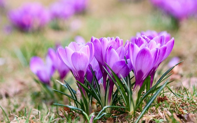 цветы, природа, весна, крокусы, фиалка, flowers, nature, spring, crocuses, violet