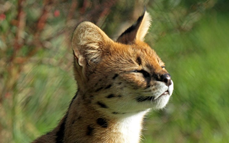 мордочка, котенок, профиль, малыш, сервал, кустарниковая кошка, leptailurus serval, muzzle, kitty, profile, baby, serval, bush cat