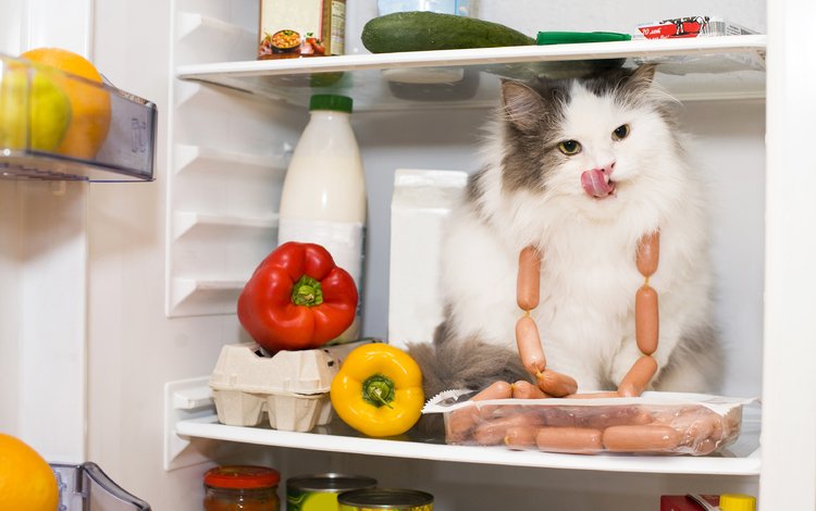 кот, кошка, холодильник, продукты, перец, сосиски, cat, refrigerator, products, pepper, sausage