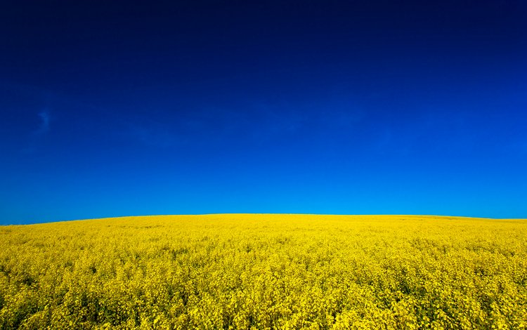 небо, цветы, природа, поле, жёлтая, неба, желтое, fields, на природе, канола, canola, the sky, flowers, nature, field, yellow, sky