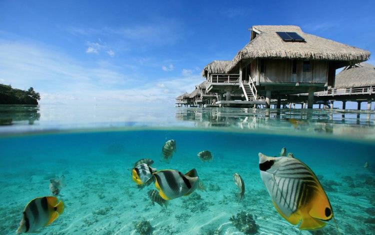 бунгало, тропики, рыба, подводный мир, коралловые рифы, виллы, голубая лагуна, bungalow, tropics, fish, underwater world, coral reefs, villa, blue lagoon