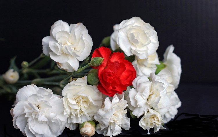 фон, букет, гвоздики, background, bouquet, clove