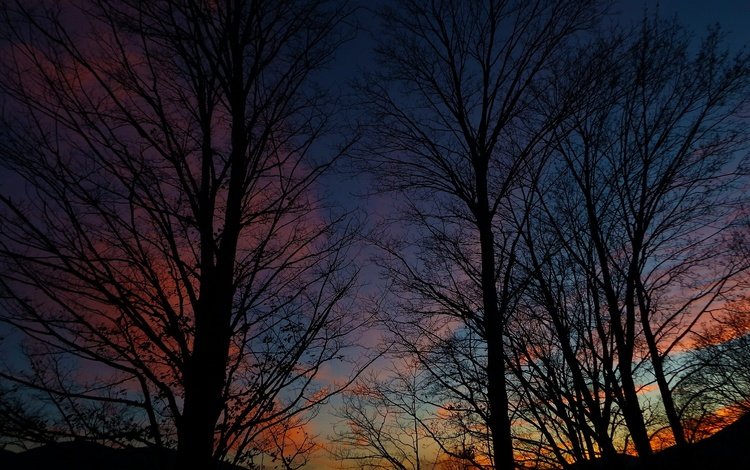 небо, деревья, вечер, природа, силуэты, неба, деревь, вечернее, на природе, the sky, trees, the evening, nature, silhouettes, sky, evening