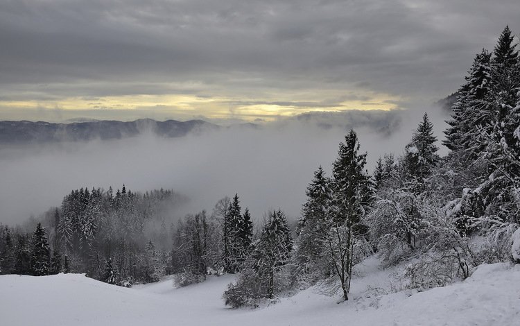 деревья, горы, снег, зима, туман, trees, mountains, snow, winter, fog