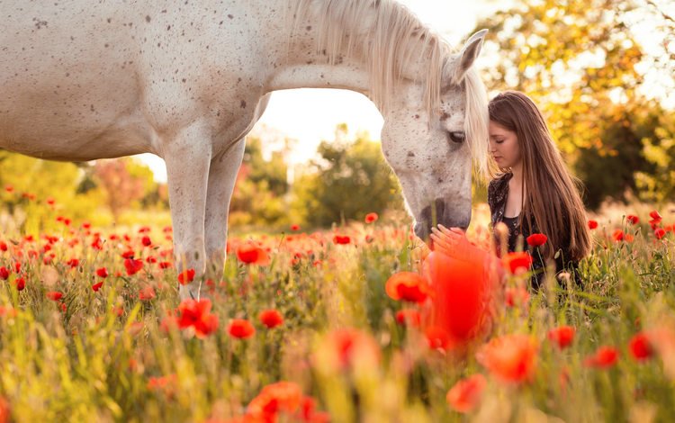 цветы, лошадь, природа, девушка, профиль, конь, длинные волосы, маковое поле, flowers, horse, nature, girl, profile, long hair, poppy field