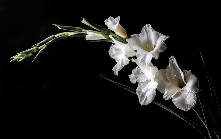 цветы, природа, фон, белый, гладиолус, flowers, nature, background, white, gladiolus