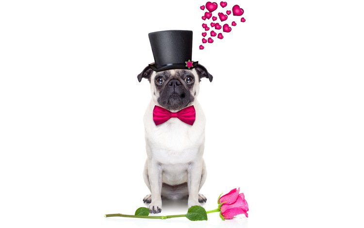 розы, собака, сердце, шляпа, мопс, roses, dog, heart, hat, pug