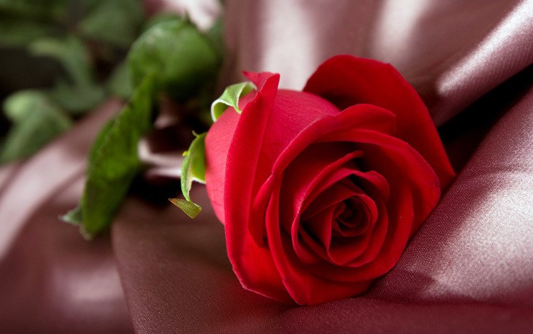 цветок, роза, красная, ткань, flower, rose, red, fabric