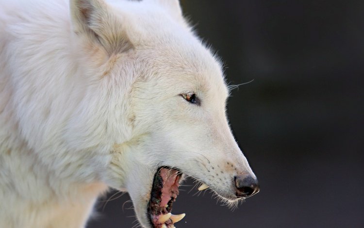 морда, животные, белый, профиль, зубы, волк, полярный волк, face, animals, white, profile, teeth, wolf, polar wolf