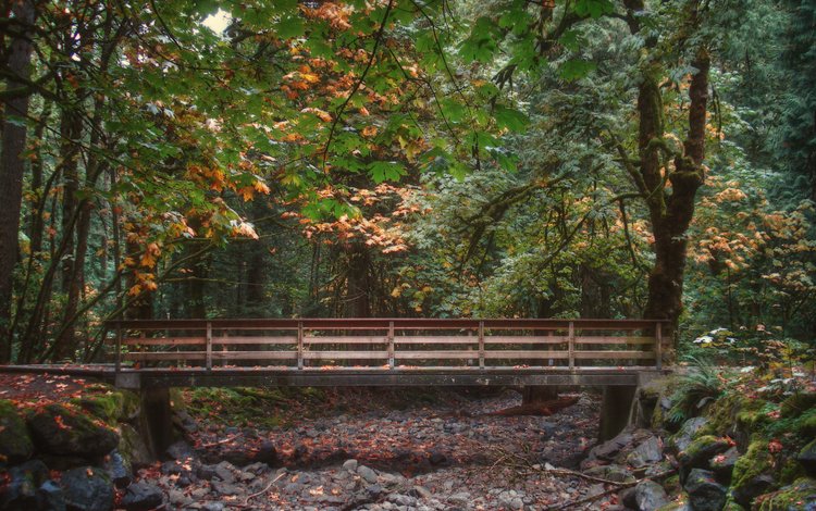 мостик, лес, листва, мост, осень, опадают, осен,  листья, the bridge, forest, foliage, bridge, autumn, fall, leaves