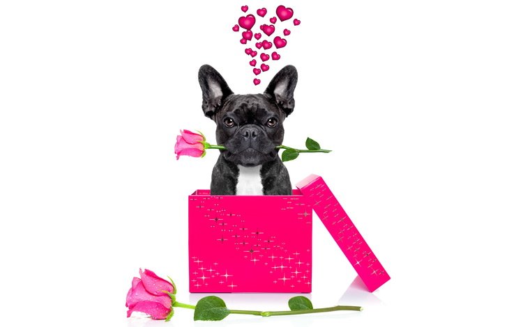 розы, собака, подарок, французский бульдог, roses, dog, gift, french bulldog