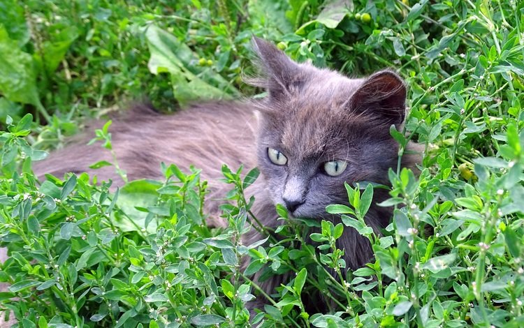 трава, кот, кошка, серый, grass, cat, grey
