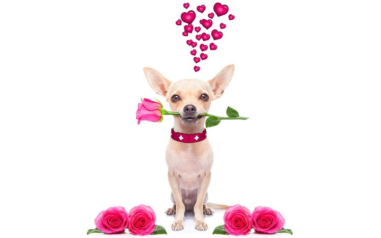 розы, собака, сердце, чихуахуа, roses, dog, heart, chihuahua