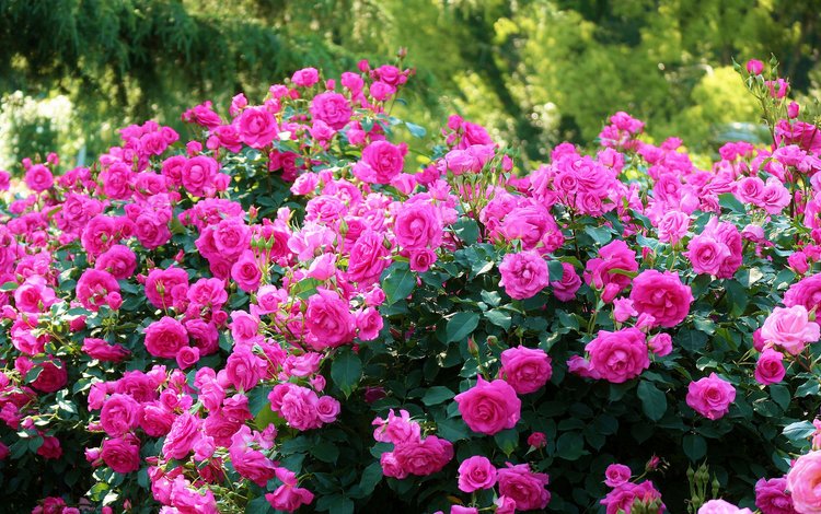 кусты, розы, япония, киото, японии, ботанический сад, kyoto botanical garden, the bushes, roses, japan, kyoto, botanical garden