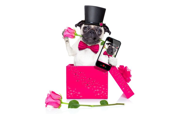розы, собака, телефон, мопс, roses, dog, phone, pug