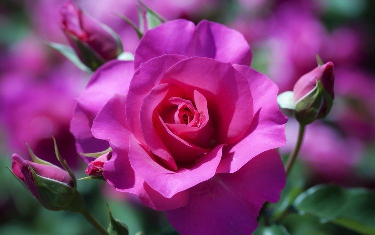 цветы, бутоны, макро, розы, розовый, боке, flowers, buds, macro, roses, pink, bokeh