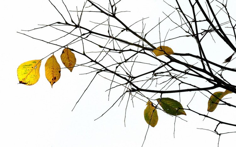 природа, листья, ветки, осень, nature, leaves, branches, autumn