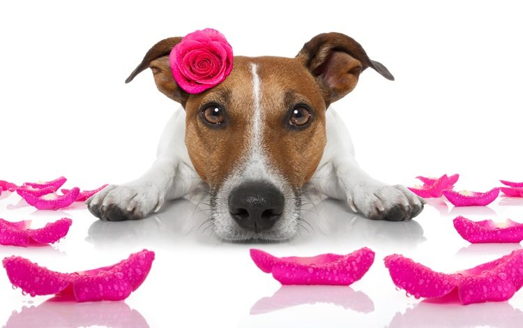 розы, собака, друг, джек-рассел-терьер, roses, dog, each, jack russell terrier