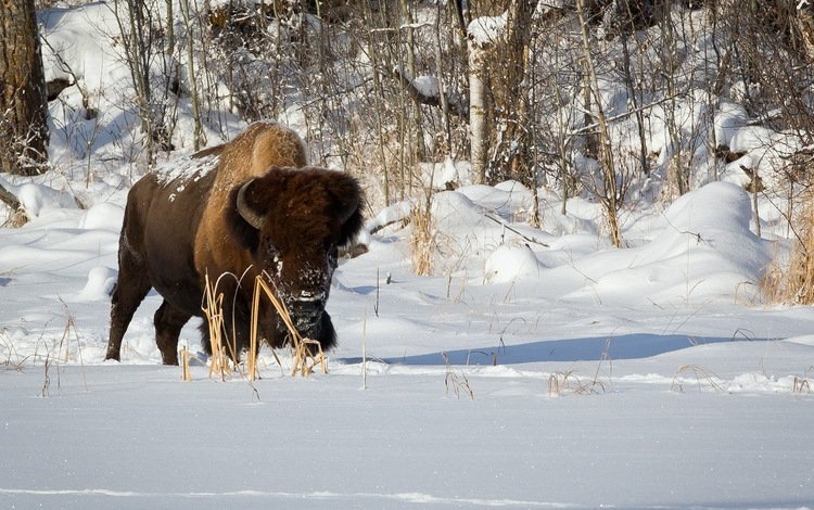 снег, природа, зима, бизон, plains bison, степной бизон, буффало, snow, nature, winter, buffalo