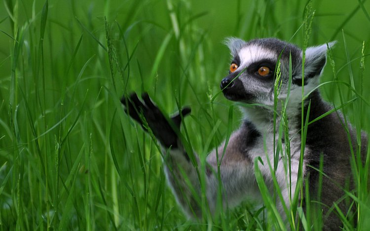 трава, лемур, кошачий лемур, катта, grass, lemur, a ring-tailed lemur, katta