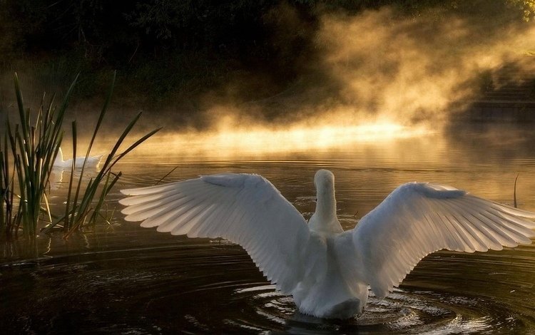 озеро, природа, лебедь, lake, nature, swan