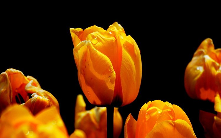 цветы, природа, весна, черный фон, тюльпаны, flowers, nature, spring, black background, tulips