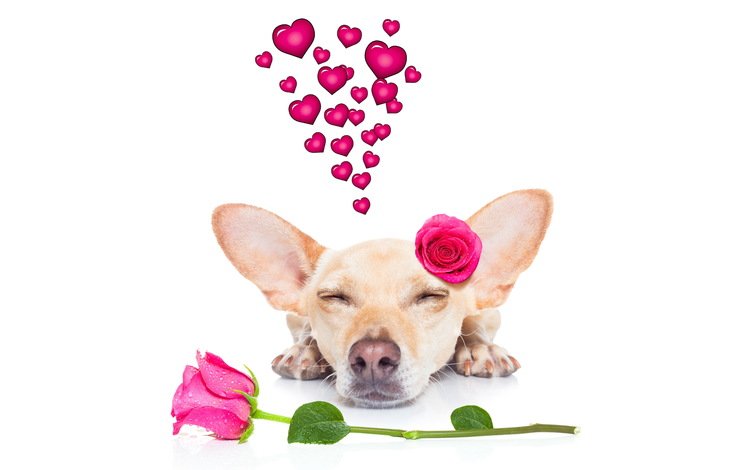 розы, собака, сердце, чихуахуа, roses, dog, heart, chihuahua