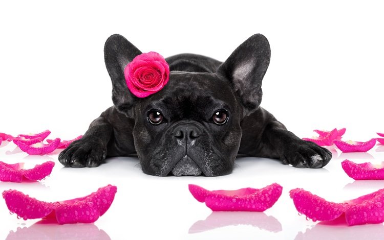 розы, лепестки, собака, друг, бульдог, французский бульдог, roses, petals, dog, each, bulldog, french bulldog