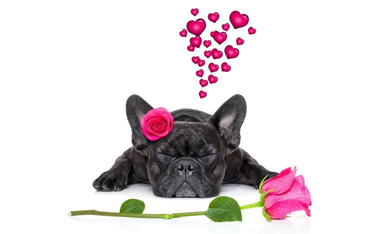 розы, собака, сердце, французский бульдог, roses, dog, heart, french bulldog