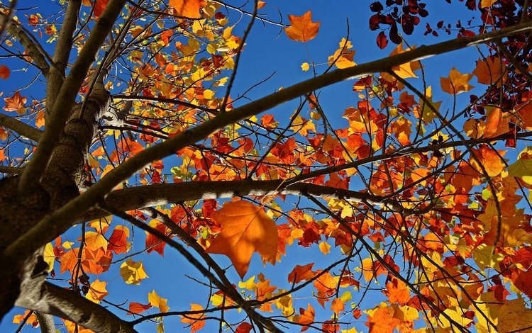 небо, опадают, природа, на природе, дерево, осен,  листья, листья,     дерево, ветви, осень, жёлтая, желтые, неба, sky, the sky, fall, nature, tree, leaves, branch, autumn, yellow